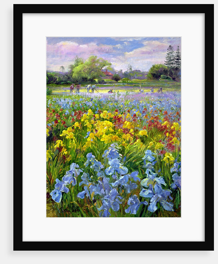 Hoeing Team and Iris Fields, 1993 by Timothy Easton