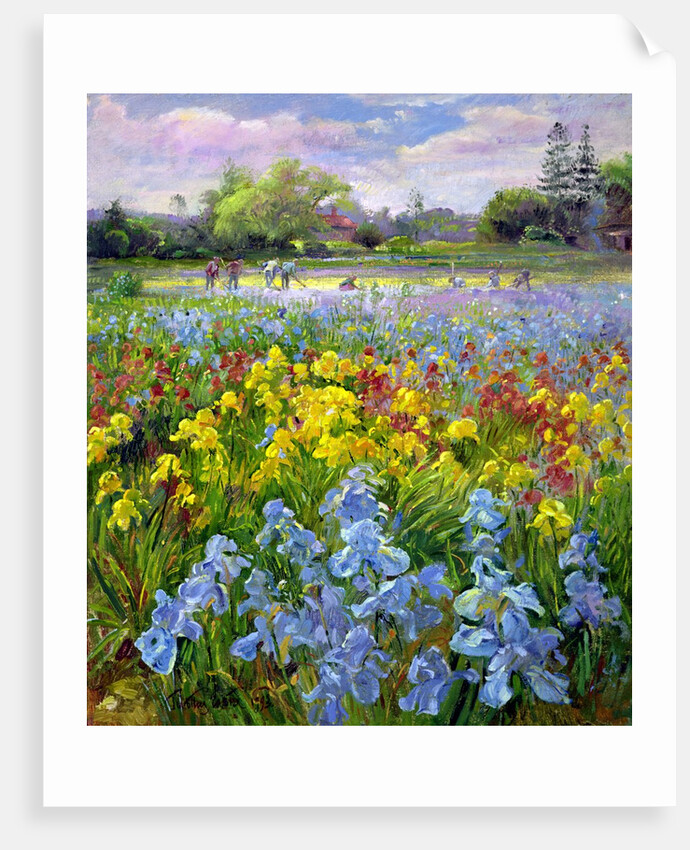 Hoeing Team and Iris Fields, 1993 by Timothy Easton