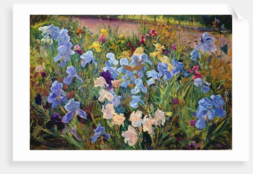 The Iris Bed, 1993 by Timothy Easton