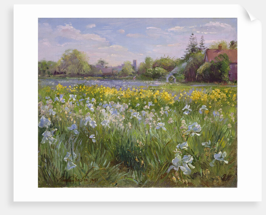 Bonfire and Iris Field, 1993 by Timothy Easton