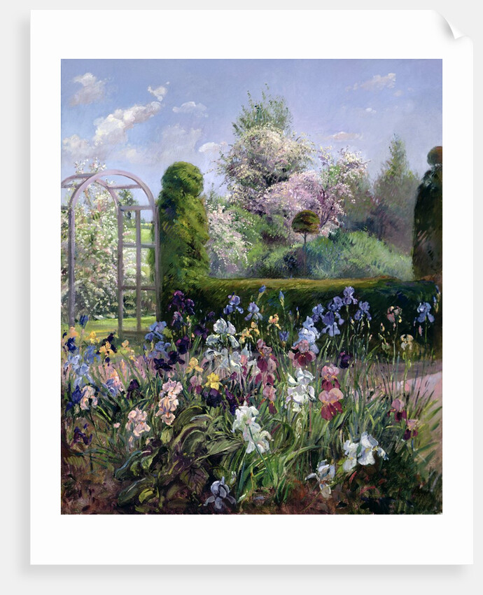 Irises in the Formal Gardens, 1993 by Timothy Easton