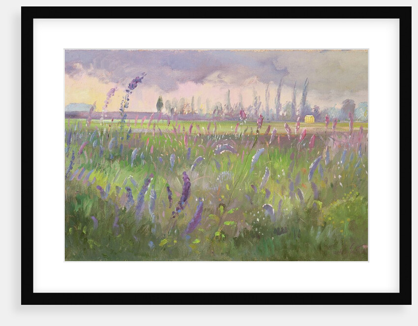 Delphiniums, Storm passing, 1991 by Timothy Easton