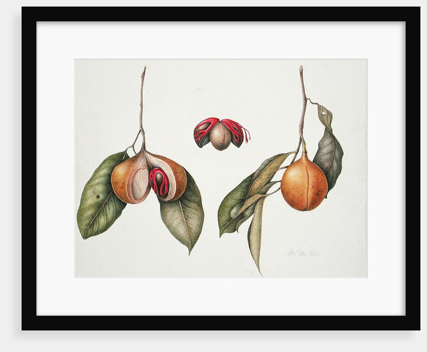 Nutmeg 2004 by Margaret Ann Eden