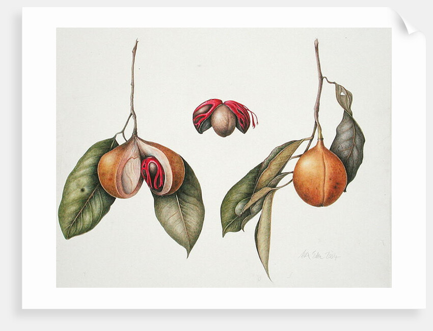 Nutmeg 2004 by Margaret Ann Eden