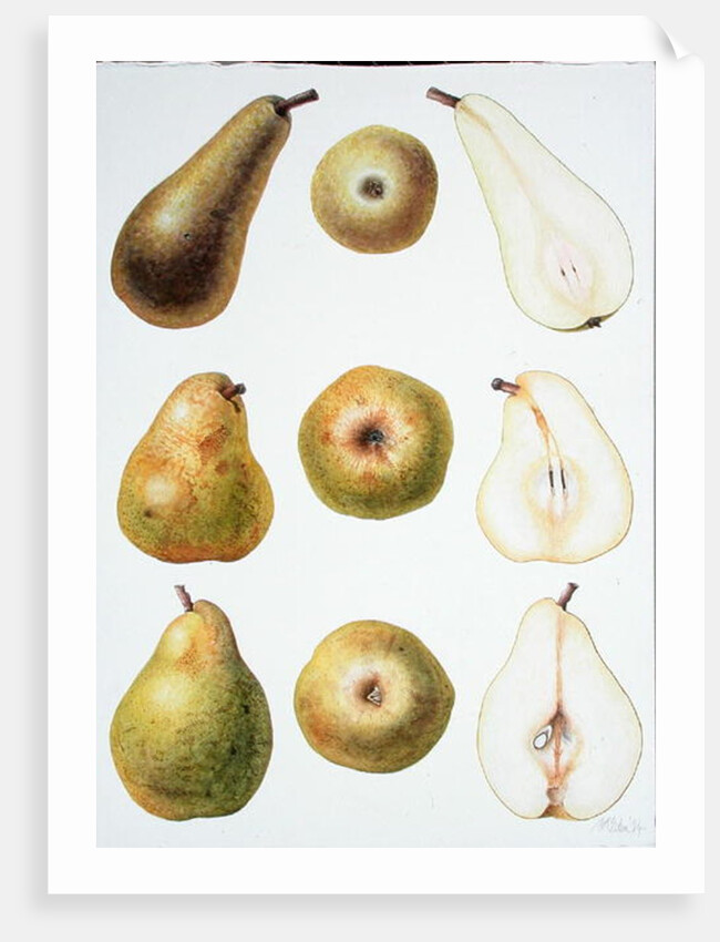 Six Pears, 1994 by Margaret Ann Eden