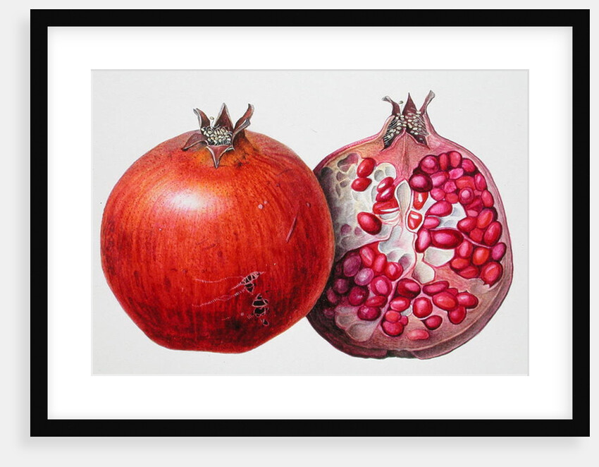 Pomegranate, 1995 by Margaret Ann Eden