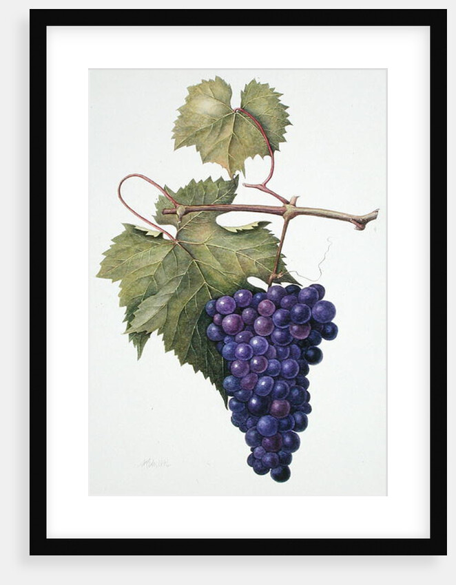 Grapes, 1994 by Margaret Ann Eden