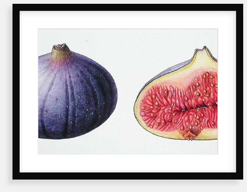 Figs, 1995 by Margaret Ann Eden