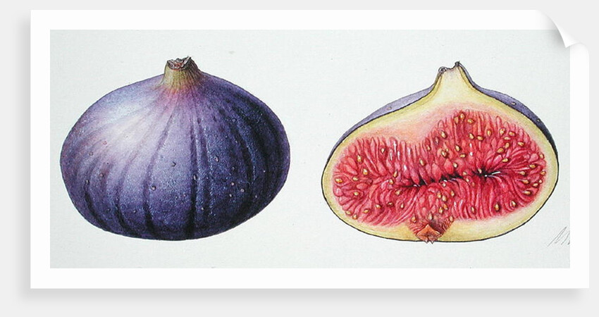 Figs, 1995 by Margaret Ann Eden