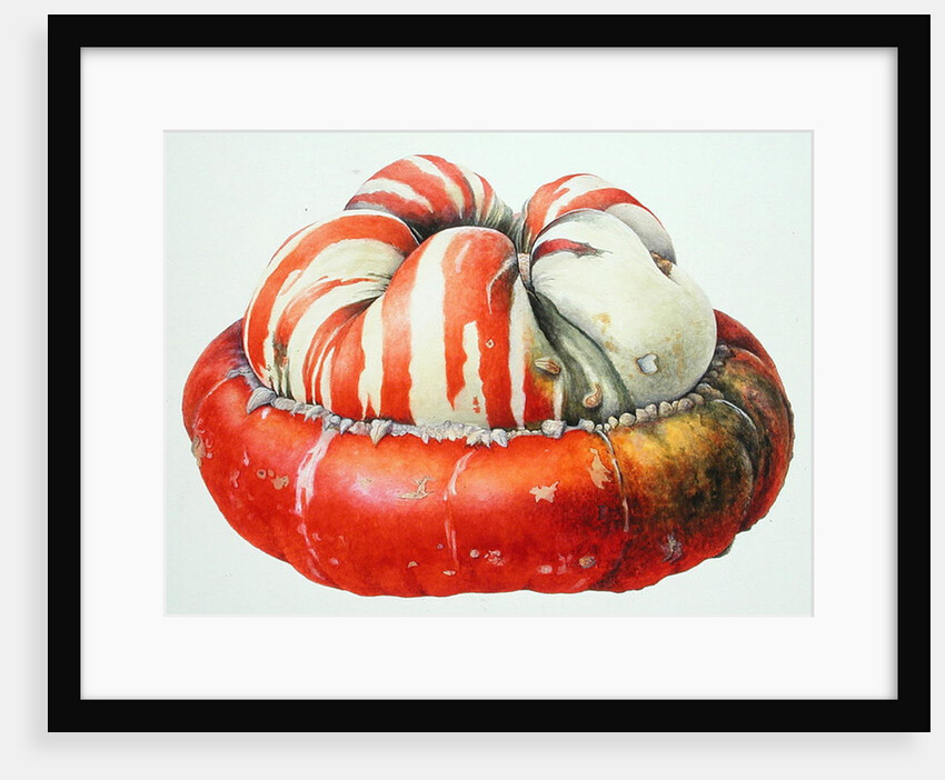 Turk's Turban Squash, 1995 by Margaret Ann Eden
