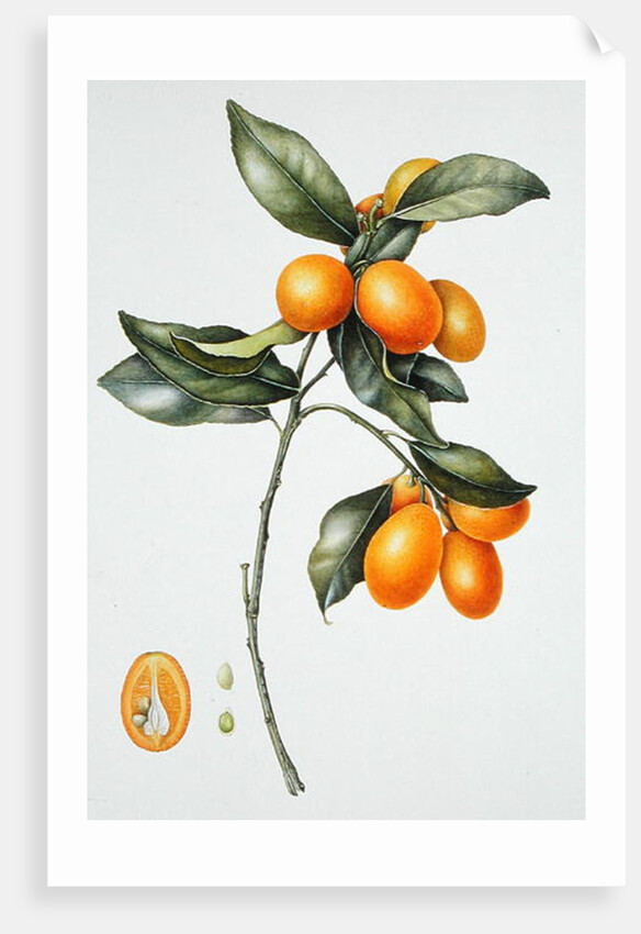 Kumquat, 1996 by Margaret Ann Eden