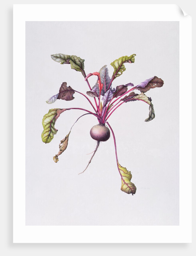 Beetroot, 1995 by Margaret Ann Eden