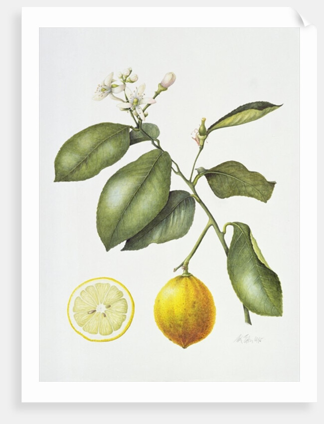 Citrus Bergamot, 1995 by Margaret Ann Eden
