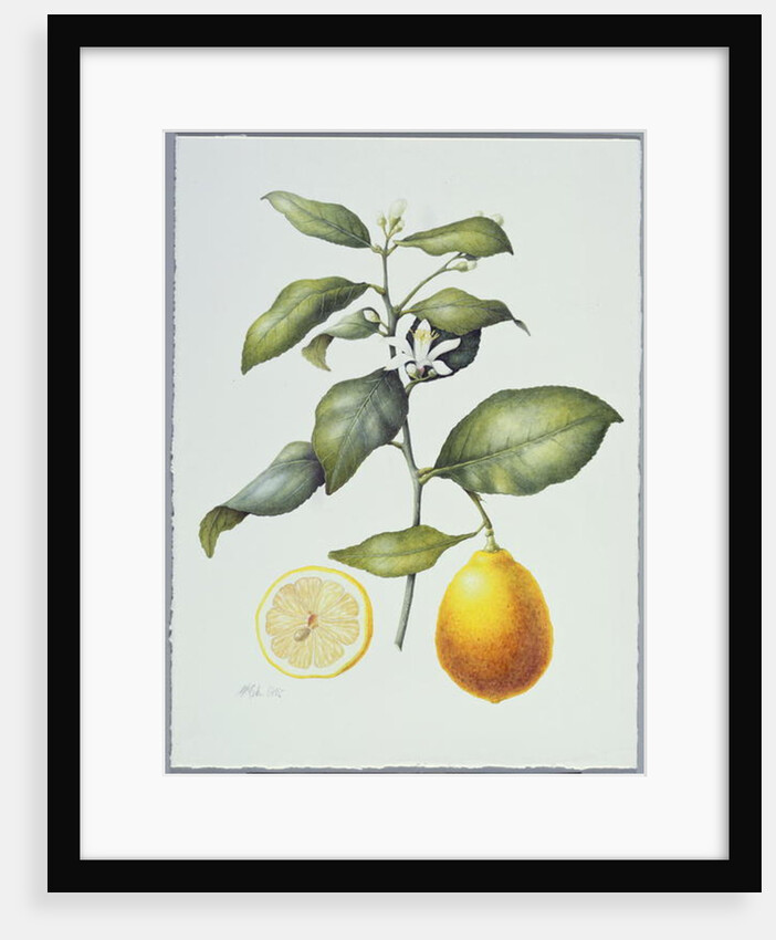 Citrus Limon, 1995 by Margaret Ann Eden