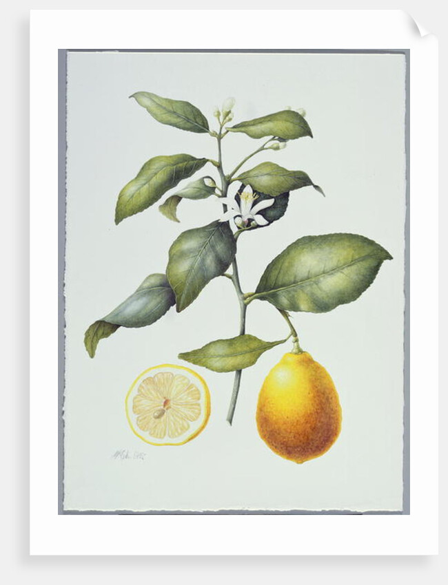 Citrus Limon, 1995 by Margaret Ann Eden