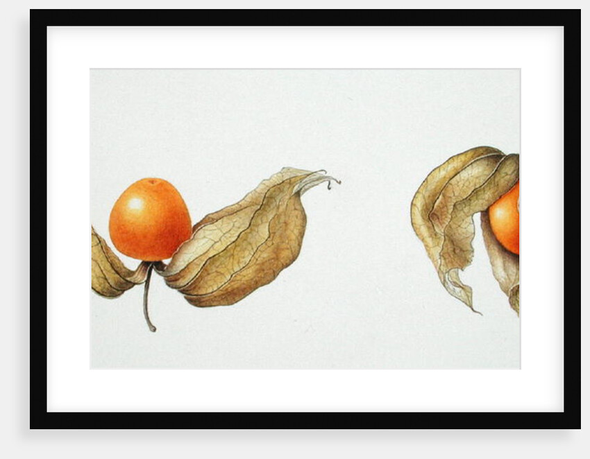 Cape Gooseberries 1996 by Margaret Ann Eden