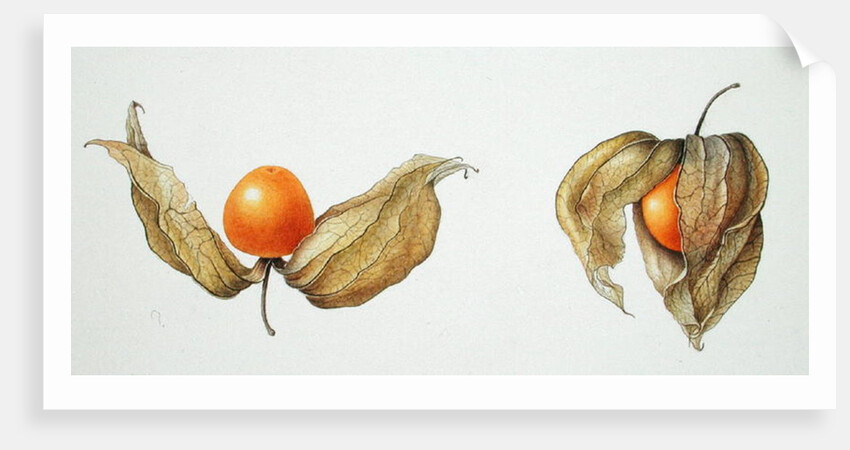 Cape Gooseberries 1996 by Margaret Ann Eden