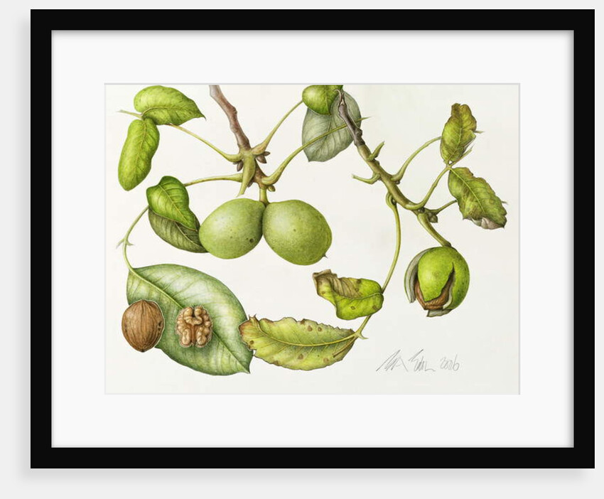 Walnut, 2006 by Margaret Ann Eden