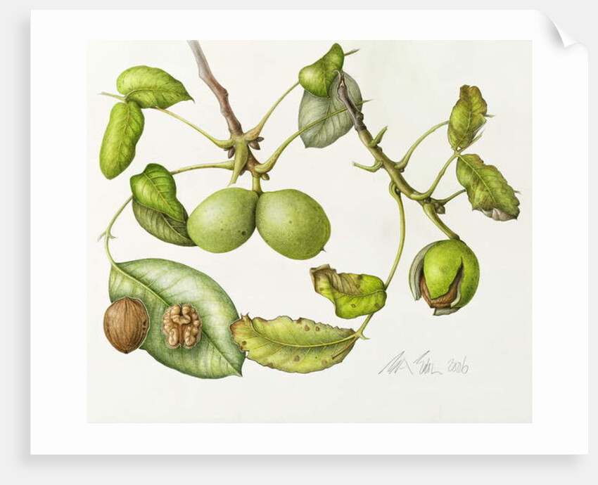 Walnut, 2006 by Margaret Ann Eden