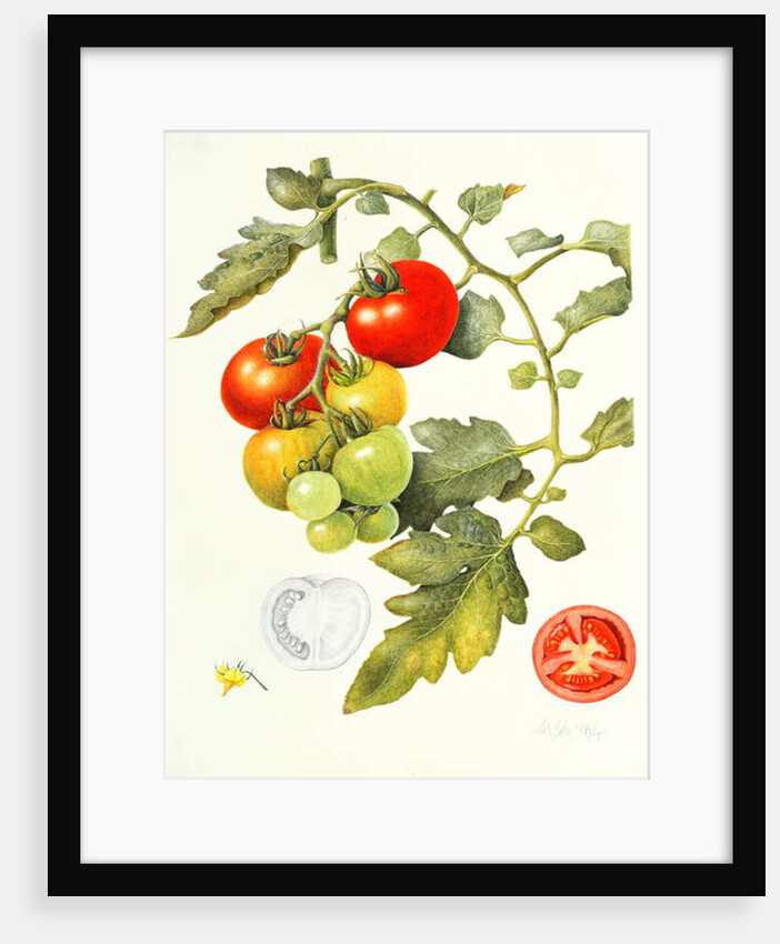 Tomatoes, 1994 by Margaret Ann Eden