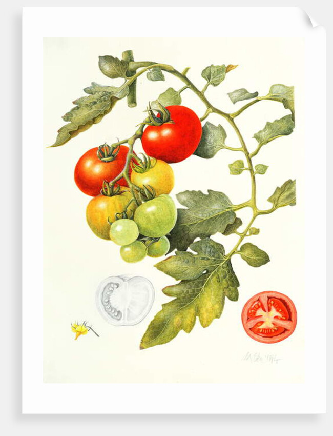 Tomatoes, 1994 by Margaret Ann Eden