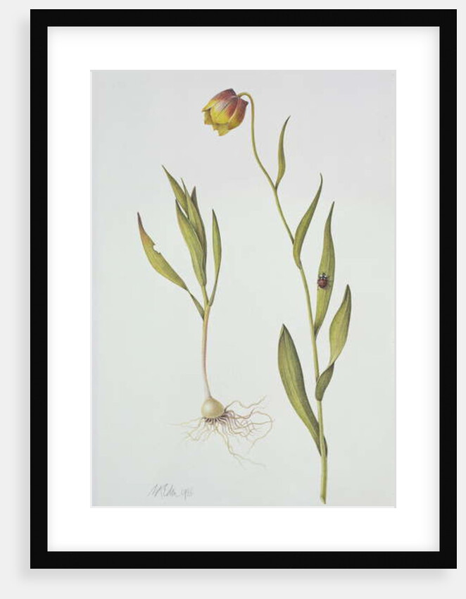 Fritillaria Michailovsky, 1996 by Margaret Ann Eden