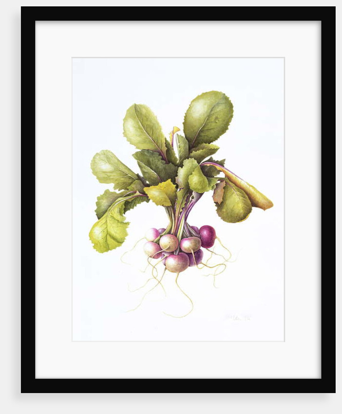 Miniature turnips, 1995 by Margaret Ann Eden