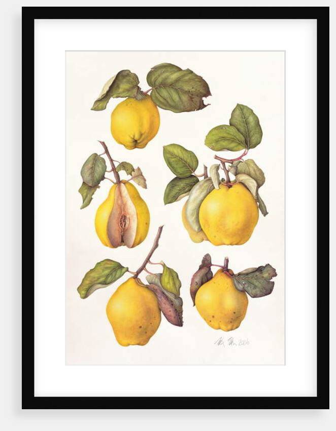 Quinces, 2006 by Margaret Ann Eden