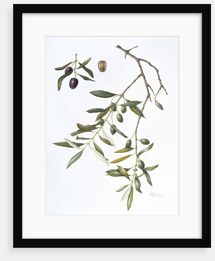 Olive, 1995 by Margaret Ann Eden