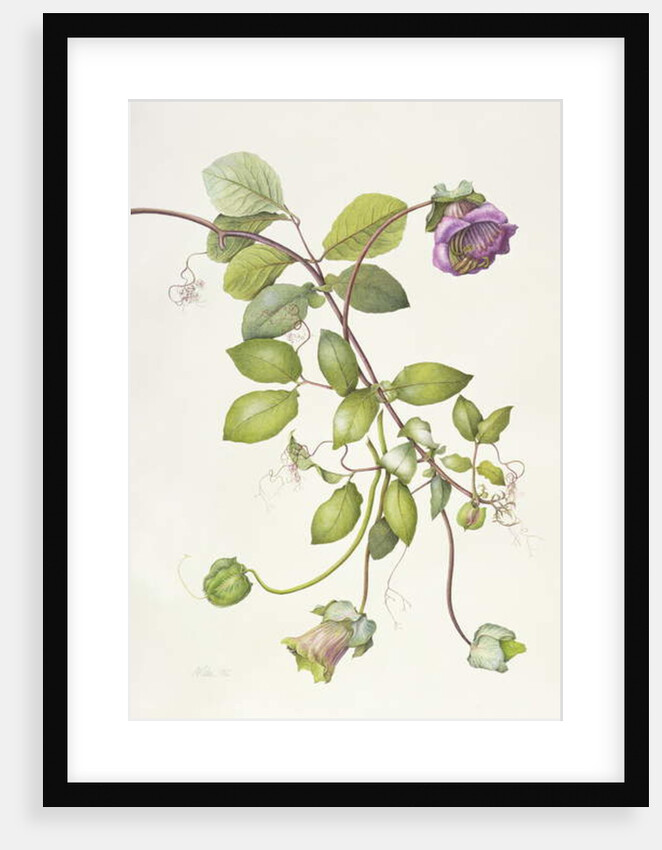 Cobea Scandens, 1995 by Margaret Ann Eden