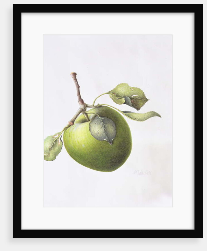 Bramley Apple, 1995 by Margaret Ann Eden