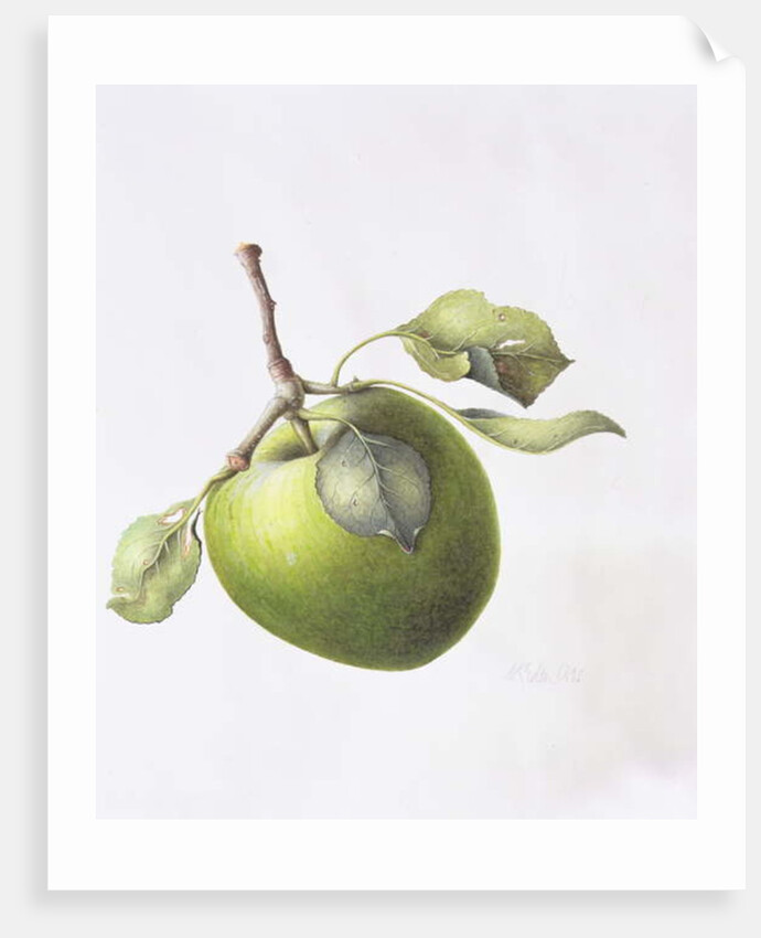 Bramley Apple, 1995 by Margaret Ann Eden