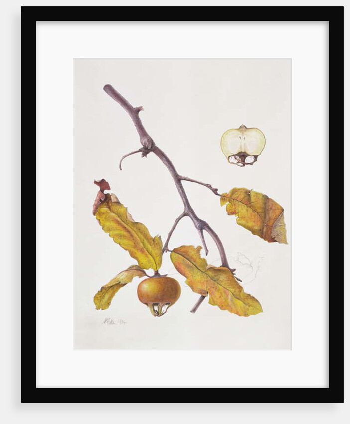 Medlar, 1995 by Margaret Ann Eden