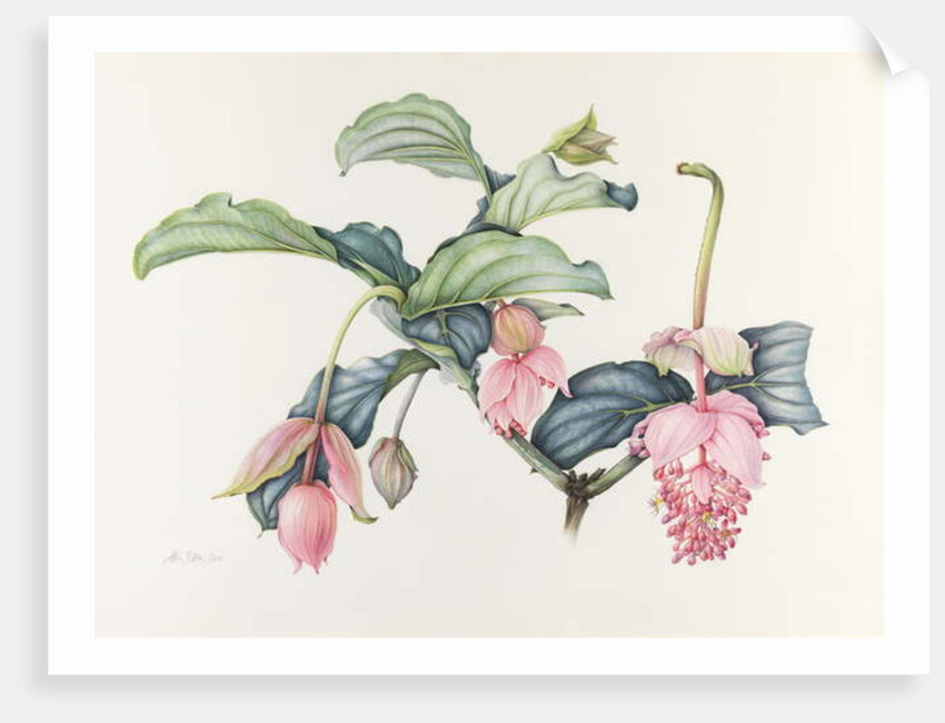Medinilla magnifica by Margaret Ann Eden