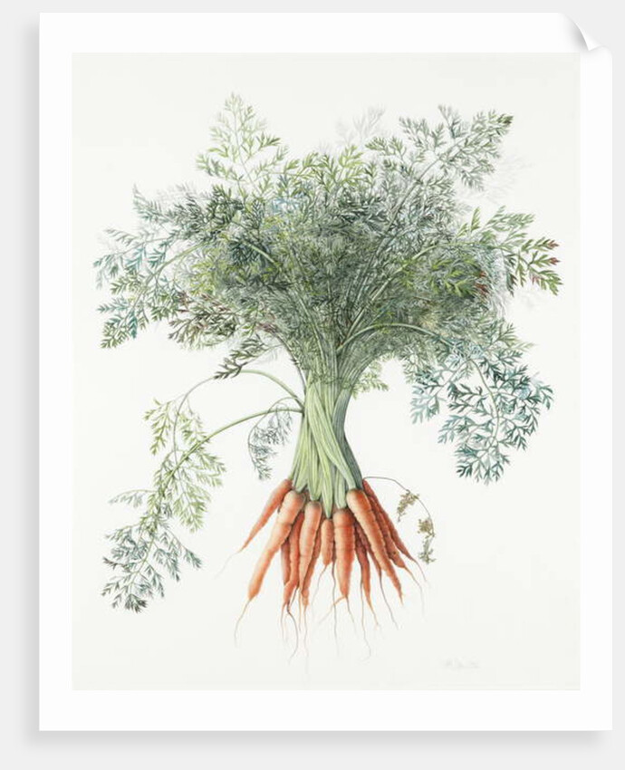 Carrots, 1995 by Margaret Ann Eden