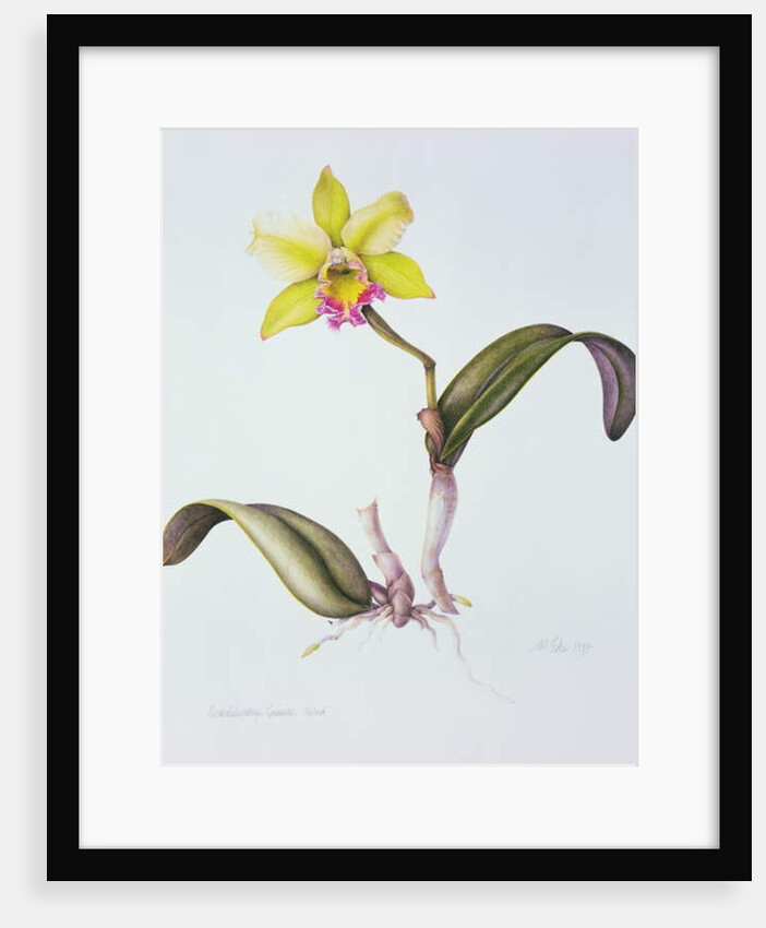 Brassolaeliocattleya Greenwich, Elmhurst by Margaret Ann Eden