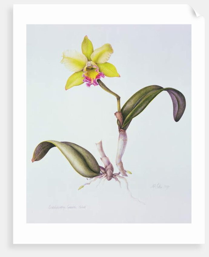 Brassolaeliocattleya Greenwich, Elmhurst by Margaret Ann Eden