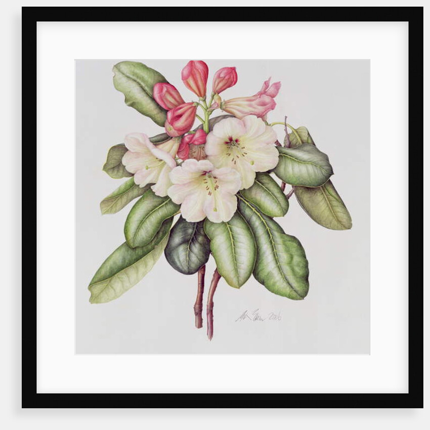 Rhododendron by Margaret Ann Eden