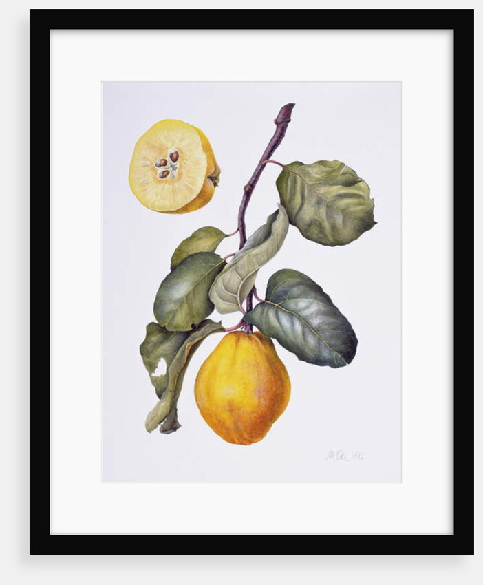 Quince by Margaret Ann Eden