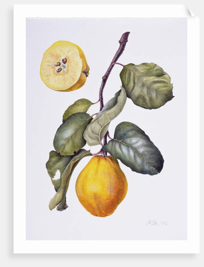 Quince by Margaret Ann Eden