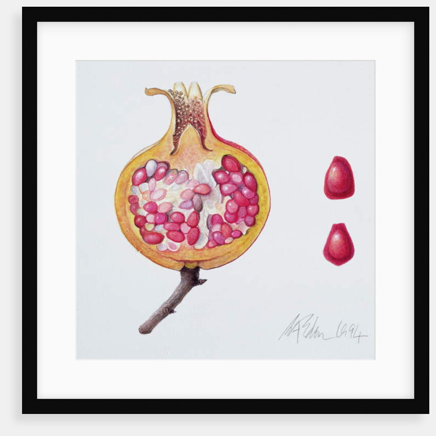 Cut Pomegranate by Margaret Ann Eden