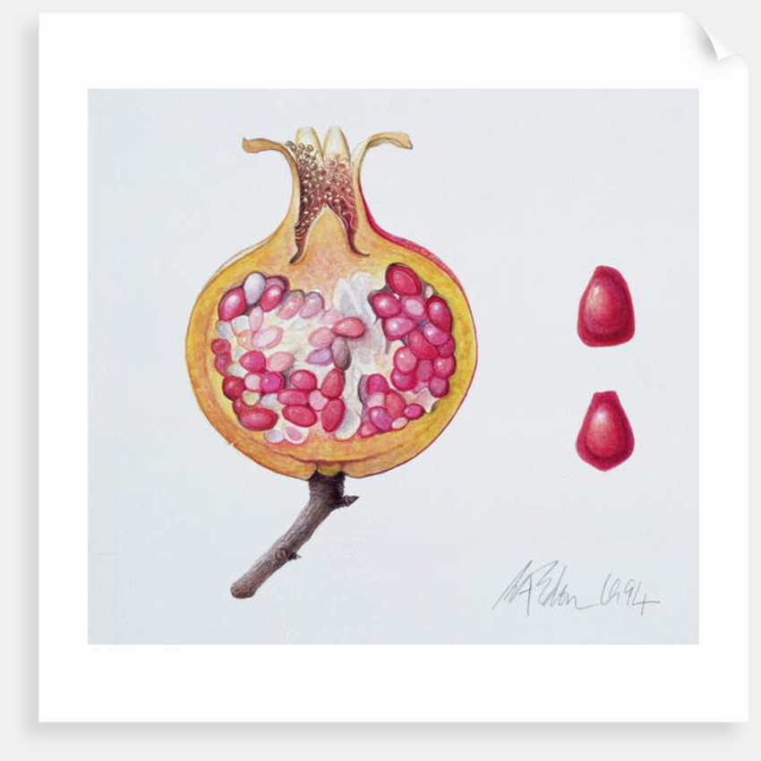 Cut Pomegranate by Margaret Ann Eden