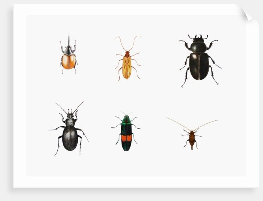 Bugs, 2011 by Eleanor Grafton