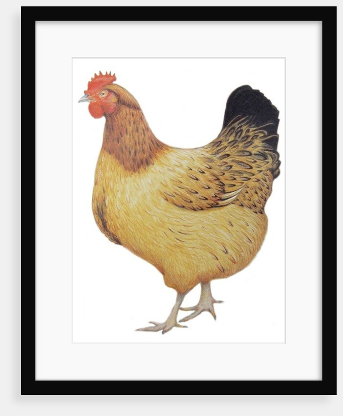 Chicken, 2012 by Eleanor Grafton