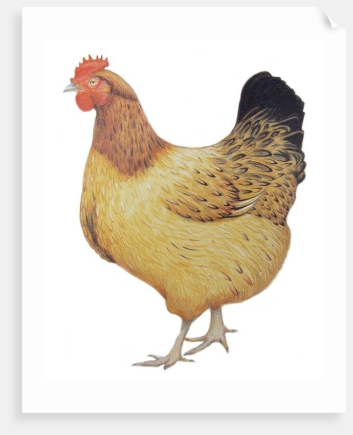 Chicken, 2012 by Eleanor Grafton