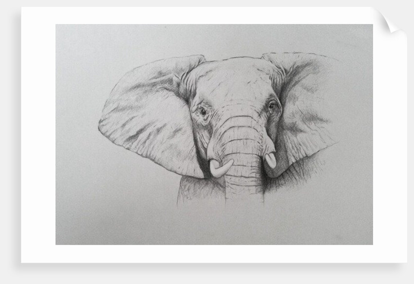 Elephant, 2011 by Eleanor Grafton