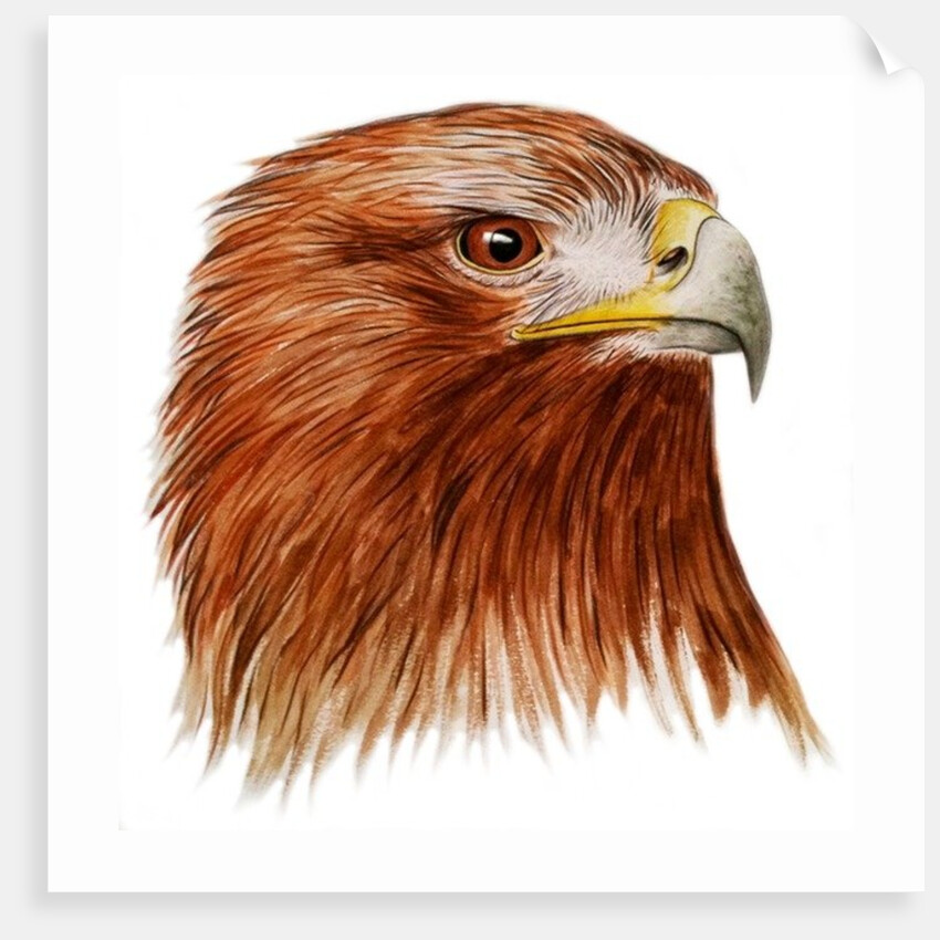 Golden Eagle, 2011 by Eleanor Grafton