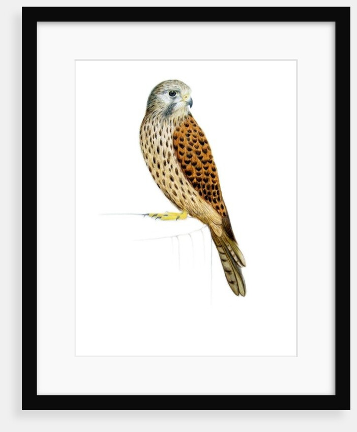 Kestrel, 2011 by Eleanor Grafton