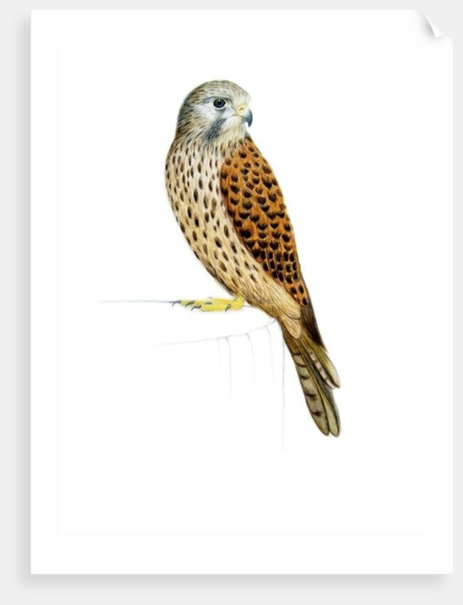 Kestrel, 2011 by Eleanor Grafton