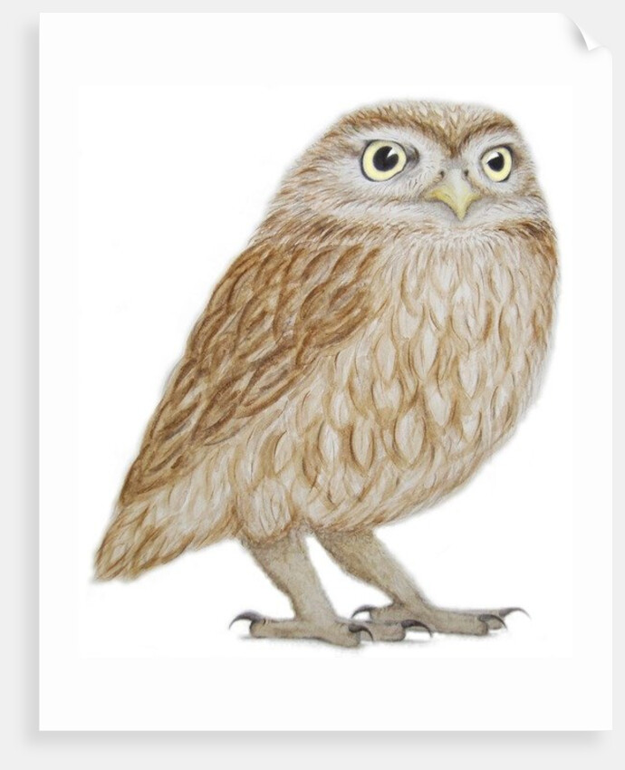 Little Owl, 2011 by Eleanor Grafton